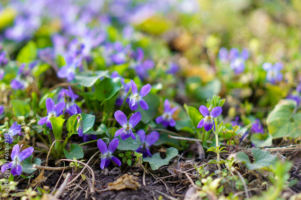 Wild wildflowers in a meadow in early spring. Background with selective focus and copy space Wild wildflowers in a meadow in early spring. Background with selective focus and copy space