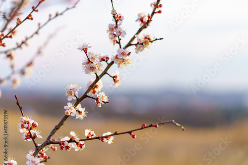 Branches of flowering fruit trees with selective focus. Spring background with copy space