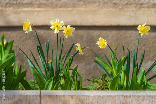 Flowers in the flower bed Narcissus. Greening the urban environment. Background with selective focus and copy space