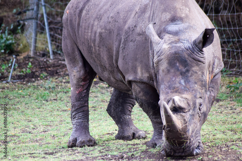 Fototapeta premium Closeup image of Huge Rhinoceros with green grass in background. They are among big 5 animals in africa