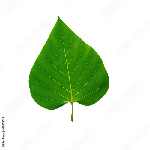 Green leaf isolated on PNG transparent white background