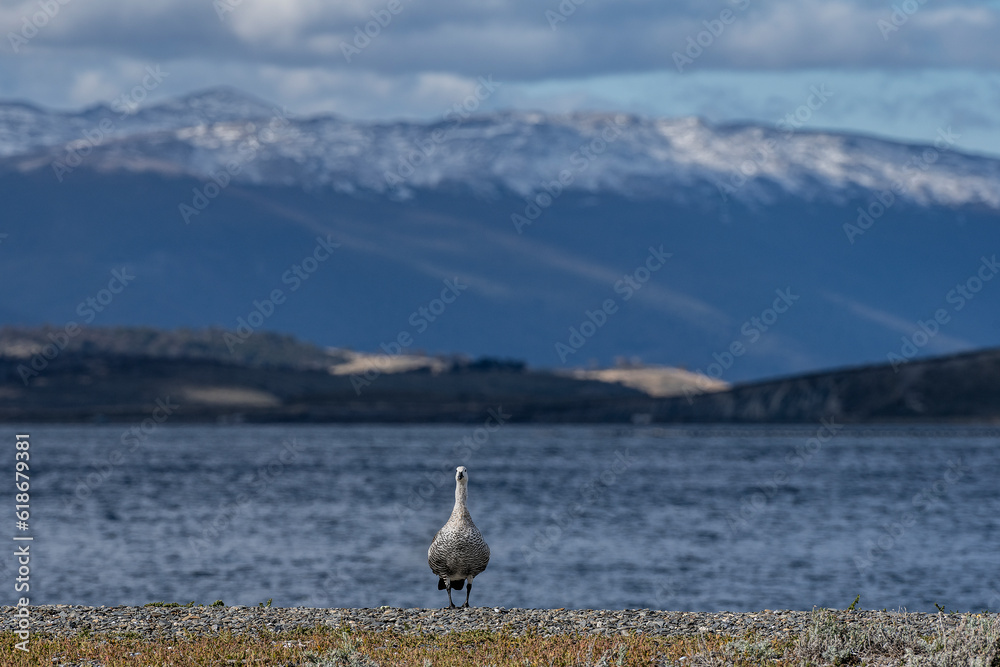 Obraz premium Caiquen looking at camera with mountains in the background in Puerto Almanza, Tierra del Fuego.