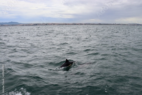 Dolphin In the Tagus