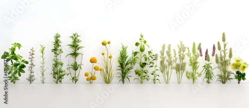 large selection of wildflowers and grasses arranged in a row Generated by AI © shirly