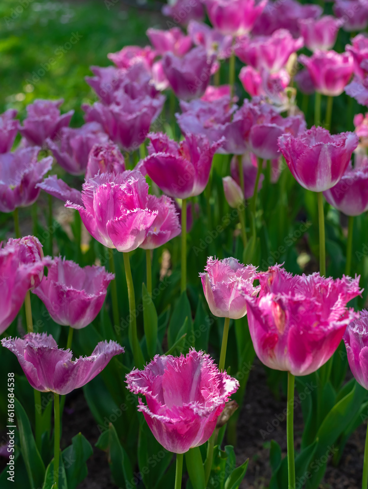 Flowerbed in the botanical garden with terry purple tulips Flowerbed in the botanical garden with terry purple tulips