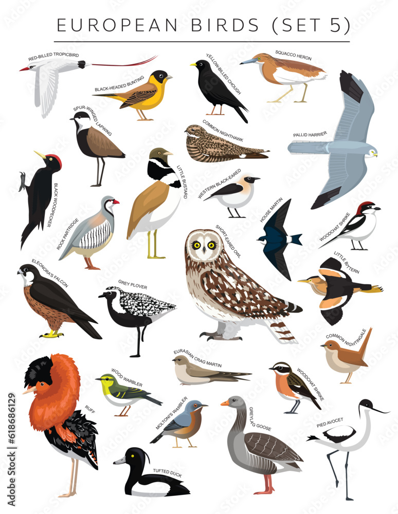 European Birds Set Cartoon Vector Character 5 European Birds Set Cartoon Vector Character 5