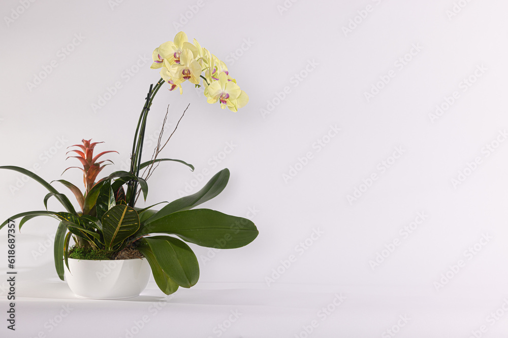 orchid in a vase