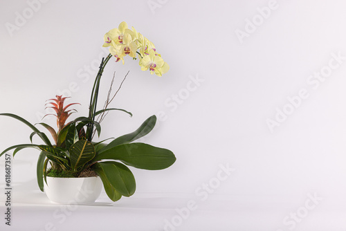 Fototapeta Naklejka Na Ścianę i Meble -  orchid in a vase