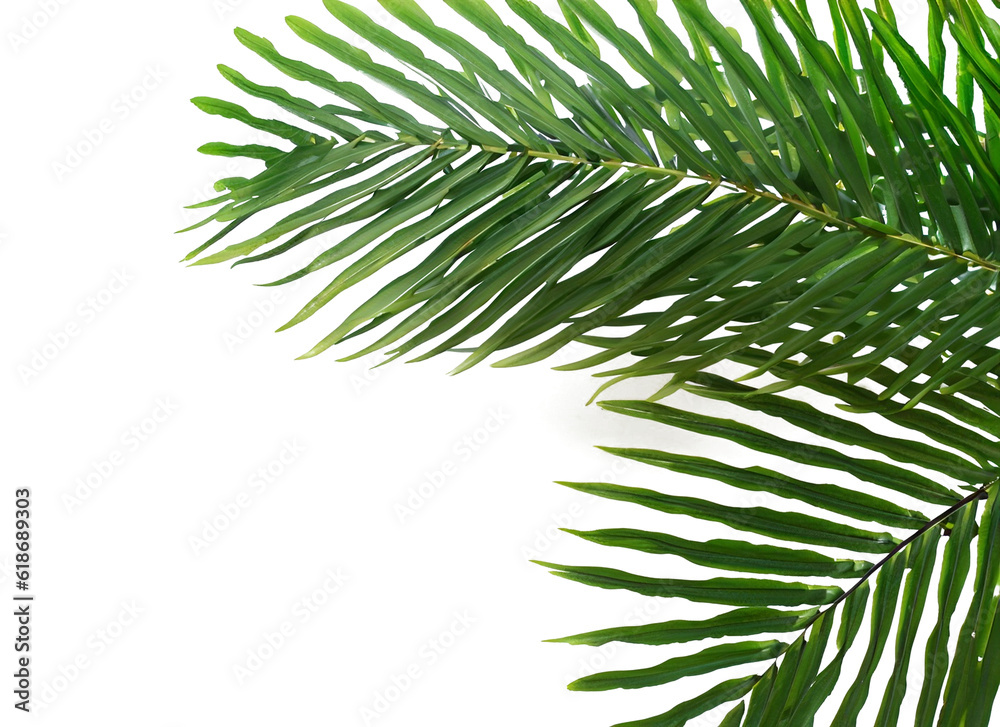 Palm Tree Leaves Ai Generated