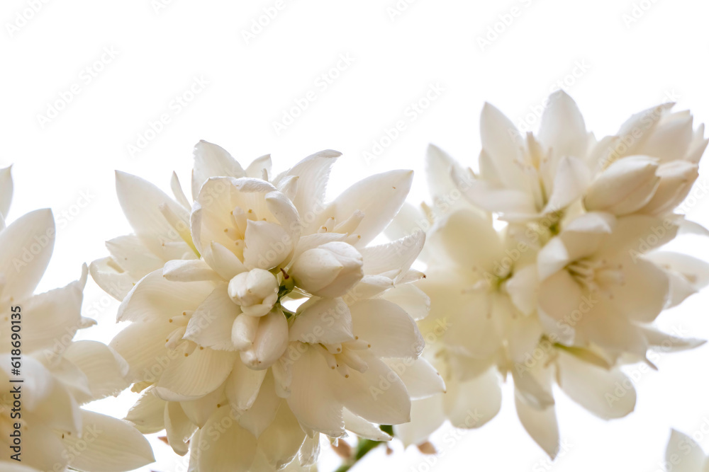 Delicate white flowers of Yucca Rostrata or Beaked Yucca plant close up. Selective focus
