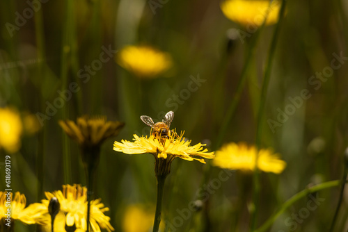 Honey bee pollinates a yellow flower