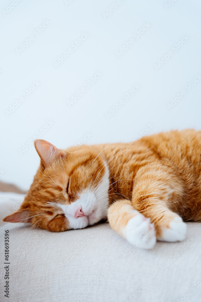 Fototapeta premium Ginger Cat Laying on the Sofa. Close up Photo of Red Cat