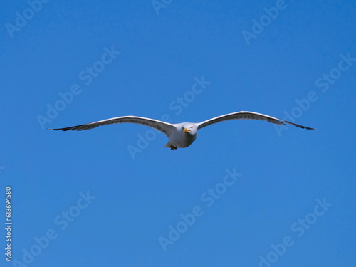 seagull flying midair