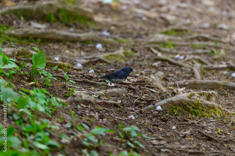 Fototapeta premium Dark Eyed Junco on the Rainbow Falls Trail
