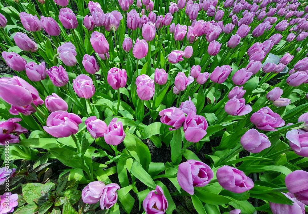 Obraz premium Beautiful pink tulips flower in the garden.