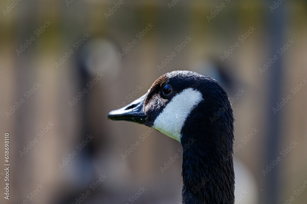 Portrait of canadian goose on the field Portrait of canadian goose on the field