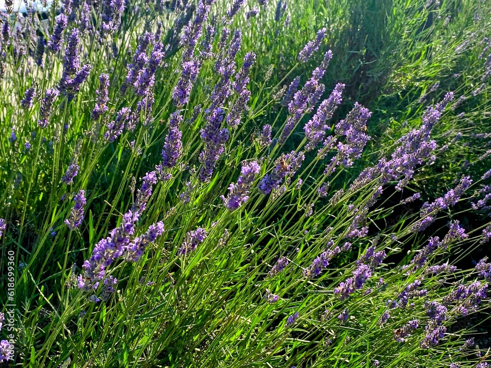 Obraz premium lavender flowers in the garden