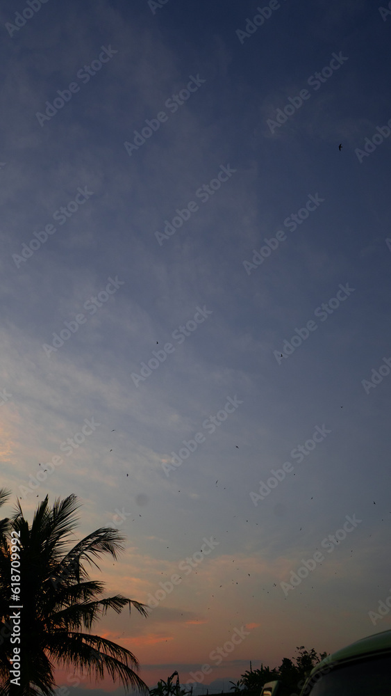 sky with Birds