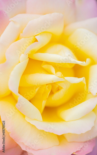 Pale yellow with pink rose close-up. Floral background with place for text.