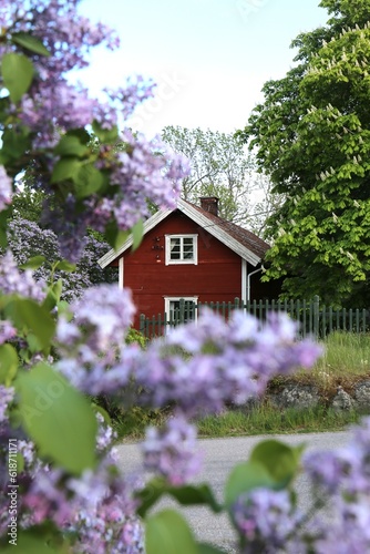 Lilac flowers and Swedish cottage