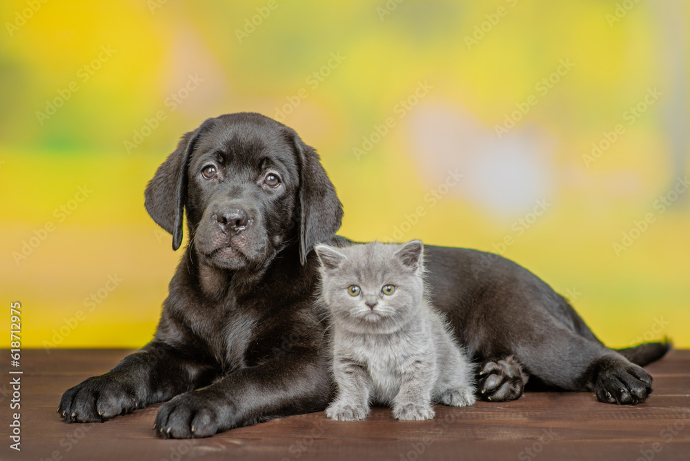 Black labrador puppy lying with tiny kitten at summer park Black labrador puppy lying with tiny kitten at summer park