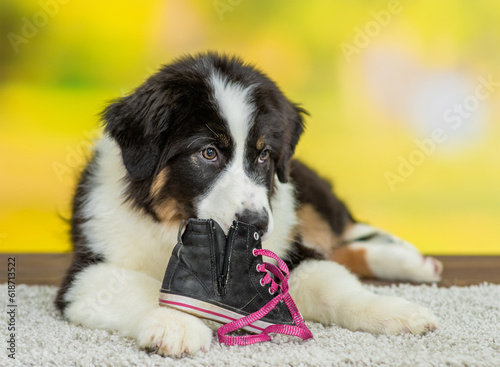 Fototapete Australian shepherd puppy chewing shoes