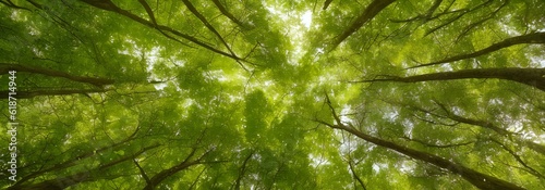 森の中から木を見上げると木漏れ日が差している © sky studio