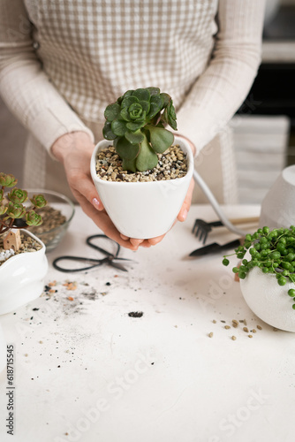 Woman holding potted Aeonium Succulent house plant in a white ceramic pot