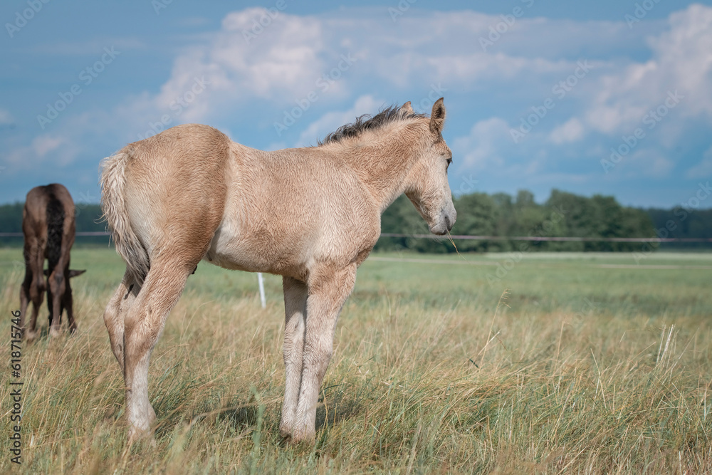 Beautiful thoroughbred horses graze on a summer field after rain. Beautiful thoroughbred horses graze on a summer field after rain.