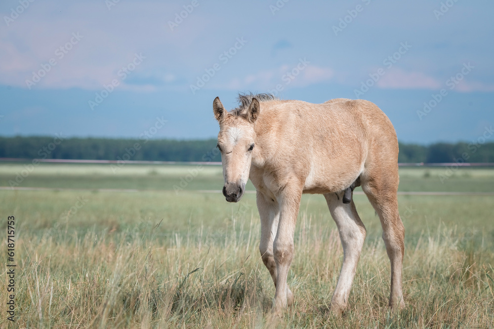 Fototapeta premium Beautiful thoroughbred horses graze on a summer field after rain.