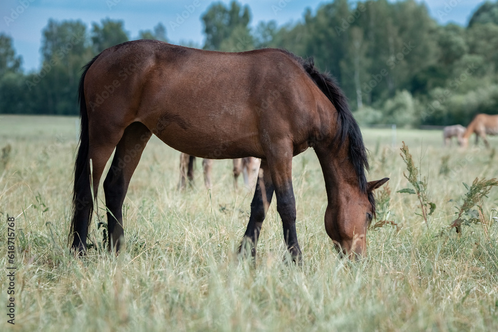 Beautiful thoroughbred horses graze on a summer field after rain. Beautiful thoroughbred horses graze on a summer field after rain.