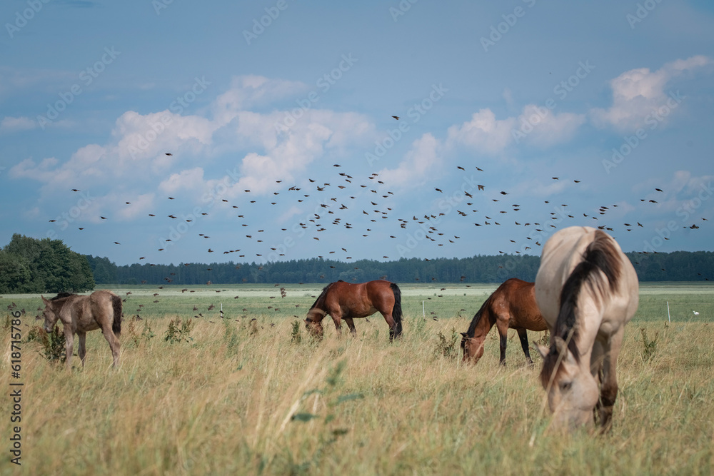 Obraz premium Beautiful thoroughbred horses graze on a summer field after rain.
