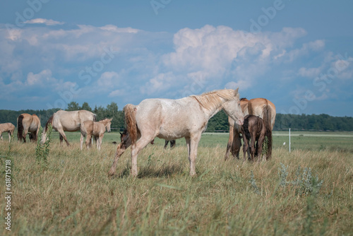 Beautiful thoroughbred horses graze on a summer field after rain. © shymar27