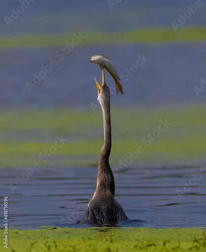 Oriental darter (Anhinga melanogaster) or snake bird fishing in river. photo