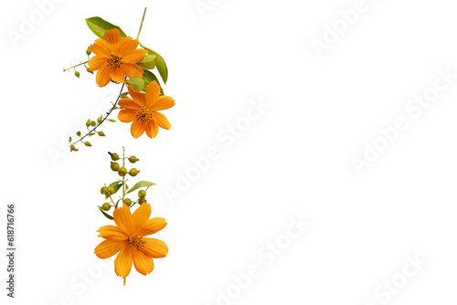 orange flowers cosmos arrangement flat lay postcard style  #618716766