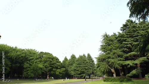 SHIBUYA, TOKYO, JAPAN - MAY 2023 : View of YOYOGI PARK in sunny daytime. Time lapse shot. photo