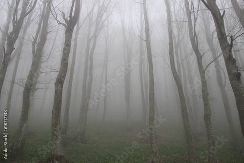 Nebbia nel bosco 