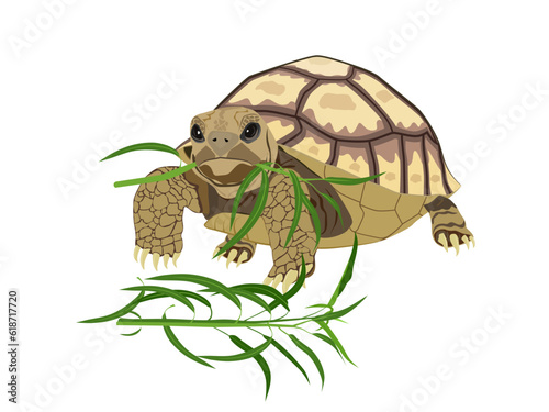 Turtle on a white background.