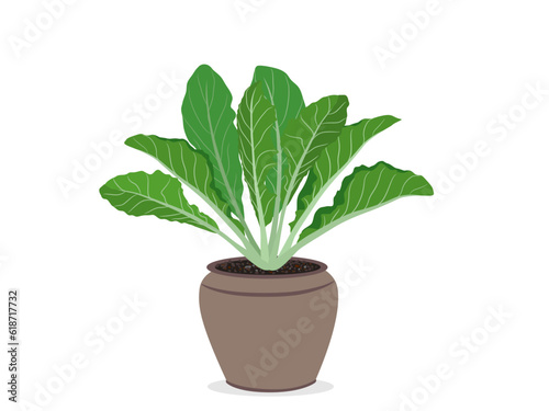 Lactuca sativa on a white background.