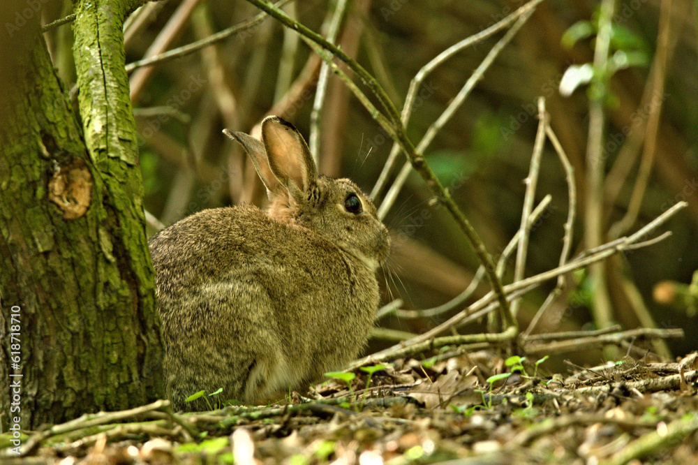Fototapeta premium krulik