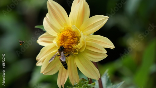 Bee on yellow flower, Bee kisses the flower to collect honey photo
