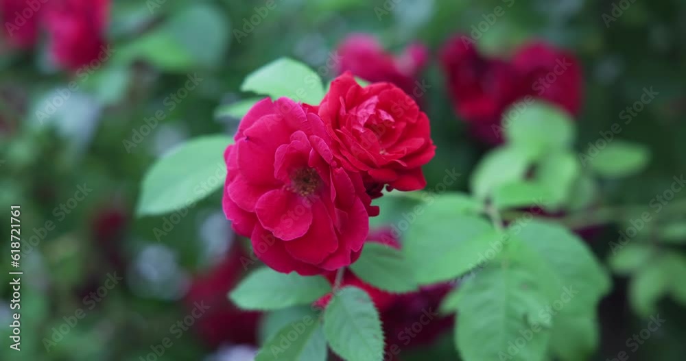Beautiful bush of fresh red blooming roses in a garden at hot summer day Beautiful bush of fresh red blooming roses in a garden at hot summer day