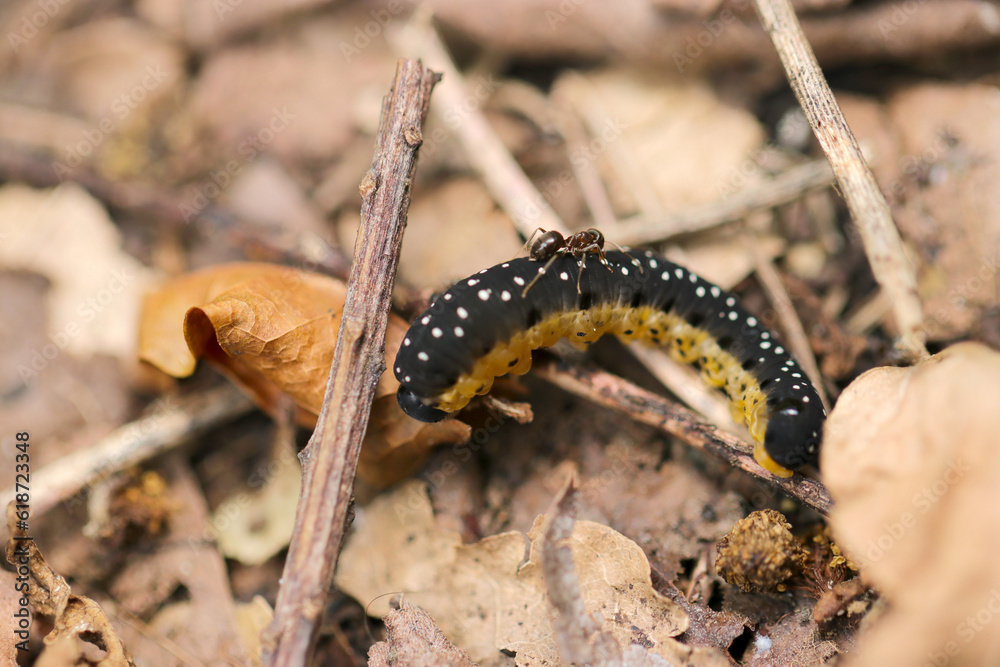 アリにみつかってマウントをとられるハチガタハバチの幼虫(晴天、屋外マクロ撮影) アリにみつかってマウントをとられるハチガタハバチの幼虫(晴天、屋外マクロ撮影)