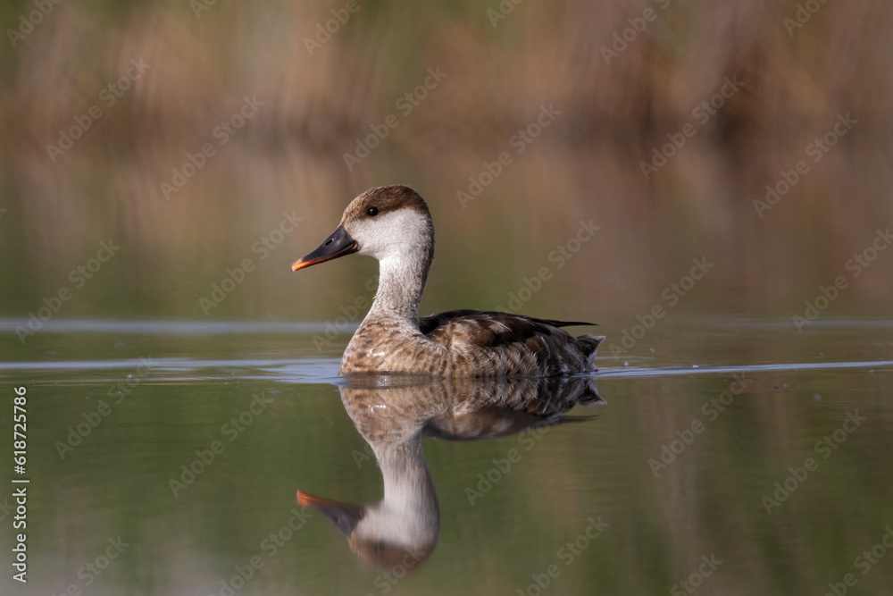 Red-crestRed-crested Pochard, Female, swimming in the lake. Red-crestRed-crested Pochard, Female, swimming in the lake.