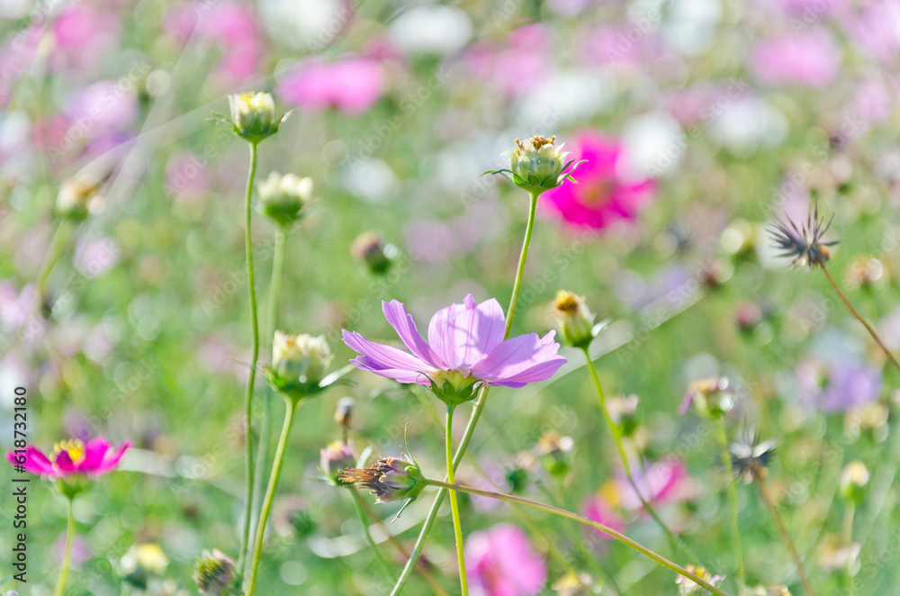 Cosmos flowers in garden. Cosmos flowers in garden.