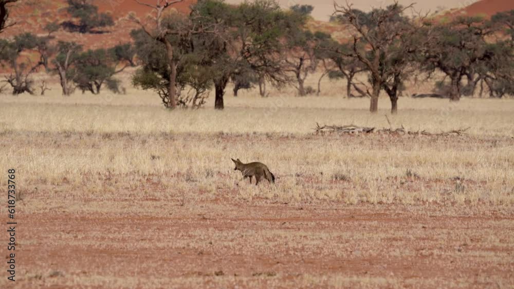 Bat eared fox walking in the Namib desert in Namibia, Africa. Bat eared fox walking in the Namib desert in Namibia, Africa.