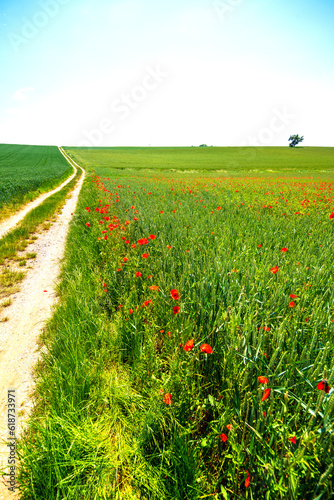 Getreidefeld mit Mohnblumen am Feldweg