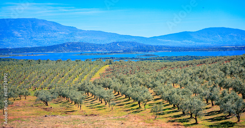 Olive tree field,  lake and river- Extremadura landscape in Spain