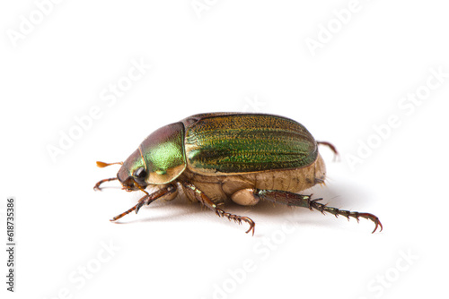 Coleoptera green scarabaeidae beetle isolated white background