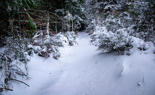 Snow path in the forest in winter